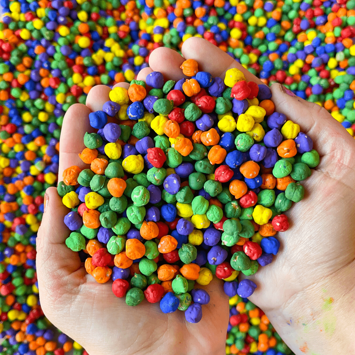 Chickpea sensory bin filler